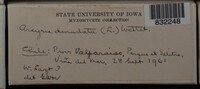 Arcyria denudata image